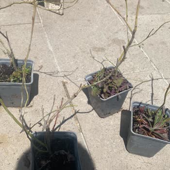 Yanlış Gönderilen Yaban Mersini Fidesi İçin Tam İade Talebi