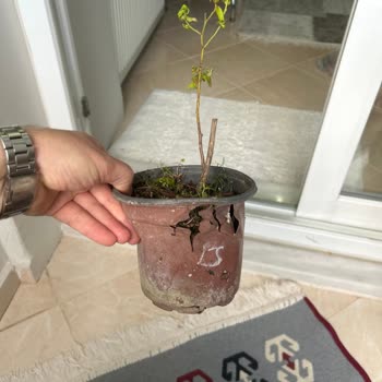 Alz Garden'den Gelen Yaban Mersini Çiçeği Görsellerle Uyuşmuyor, Sağlıksız Ve Kırık Saksıda