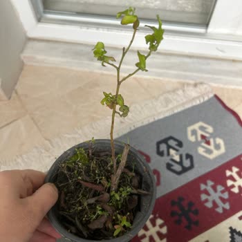 Alz Garden'den Gelen Yaban Mersini Çiçeği Görsellerle Uyuşmuyor, Sağlıksız Ve Kırık Saksıda