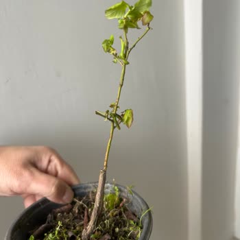 Alz Garden'den Gelen Yaban Mersini Çiçeği Görsellerle Uyuşmuyor, Sağlıksız Ve Kırık Saksıda