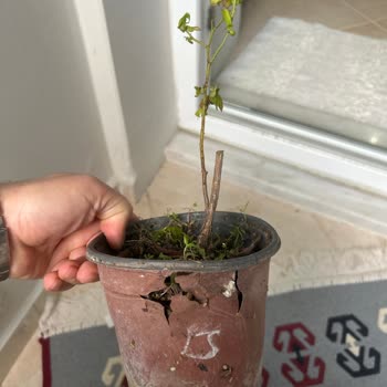 Alz Garden'den Gelen Yaban Mersini Çiçeği Görsellerle Uyuşmuyor, Sağlıksız Ve Kırık Saksıda