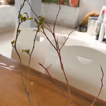 Kuru Ve Hasarlı Fidanlar İçin İade Talebine Cevap Vermeyen Şirket