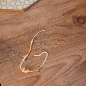 Yemeksepeti Duble Mega Dürümde Yabancı Madde Ve Hijyen İhlali