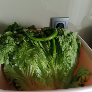 Beko Buzdolabı Gıdayı Bozuyor, Çamaşır Makinesi Lekeli Çıktı: Çözüm Yok Ve İade Talebi
