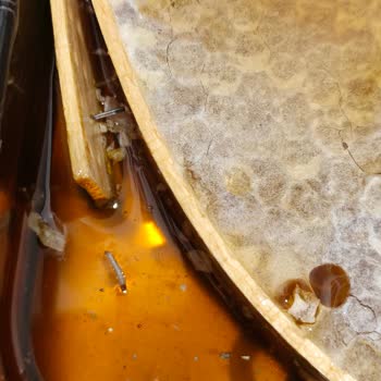 Üç Kilo Petek Bal Yerine Kurtlu Ve Yanlış Ürün Gönderildi