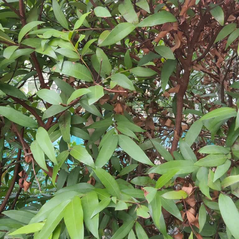 Kart Aidatı Bildirimsiz Yansıtıldı, İade Talebi