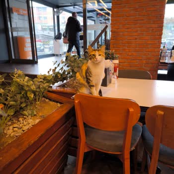 Deposite AVM Şubesinde Masa Üzerindeki Sokak Kedisi Hijyen Skandalı