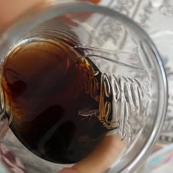 Kola Turka’da Böcek Çıktı: Sağlık Ve Hijyen Endişesi