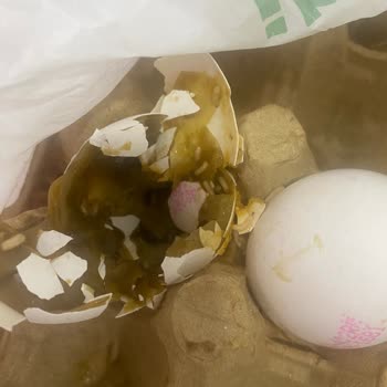 Migros Sanal Market’te Kırık Ve Bozulmuş Yumurta Teslimatı Üzerine Ücret İadesi Ve Açıklama Talebi