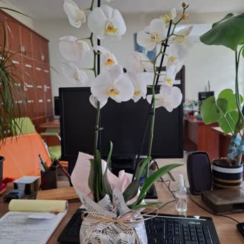 Batman Çiçek Sepeti'nde Yanıltıcı Ürün Görseli Ve Tutarsız Müşteri Hizmeti