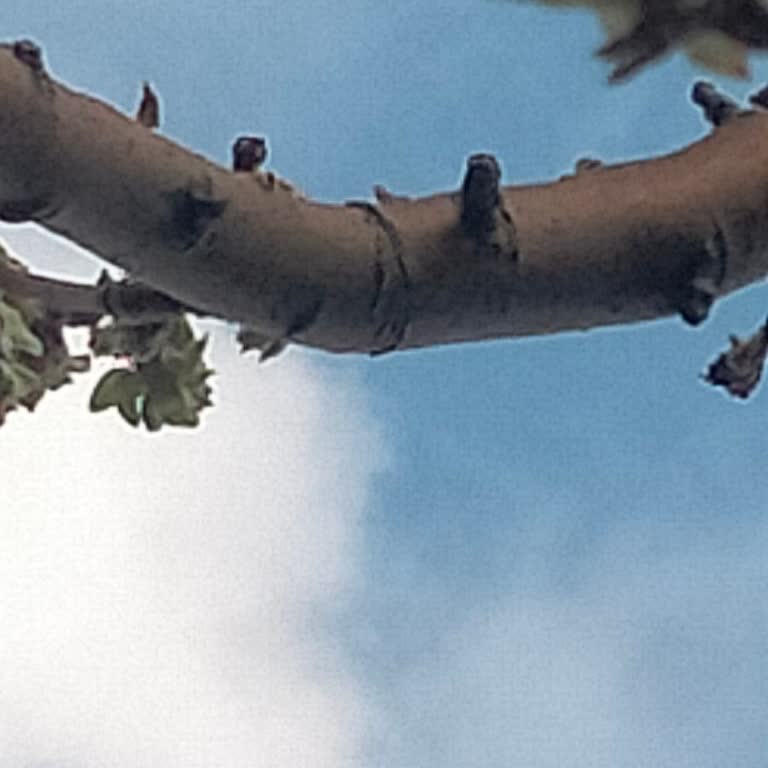 Budama Testeresinin İlk Kullanımda Arızalanması Ve Cevapsız Firma İletişimi