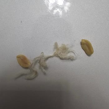 Mopaş Markette Yer Fıstığı Paketi İçinden Yabancı Madde Çıkması Ve Yetersiz Telafi