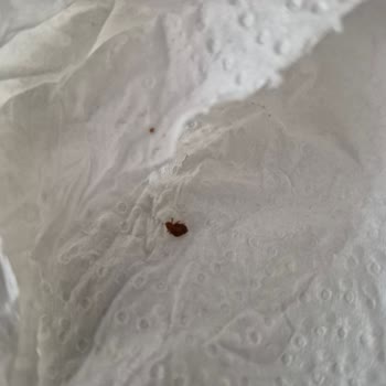 Mondi Home Yatak Takımında Tahtakurusu Ve Sağlık Riski