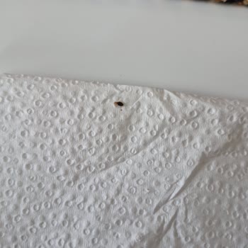 Mondi Home Yatak Takımında Tahtakurusu Ve Sağlık Riski