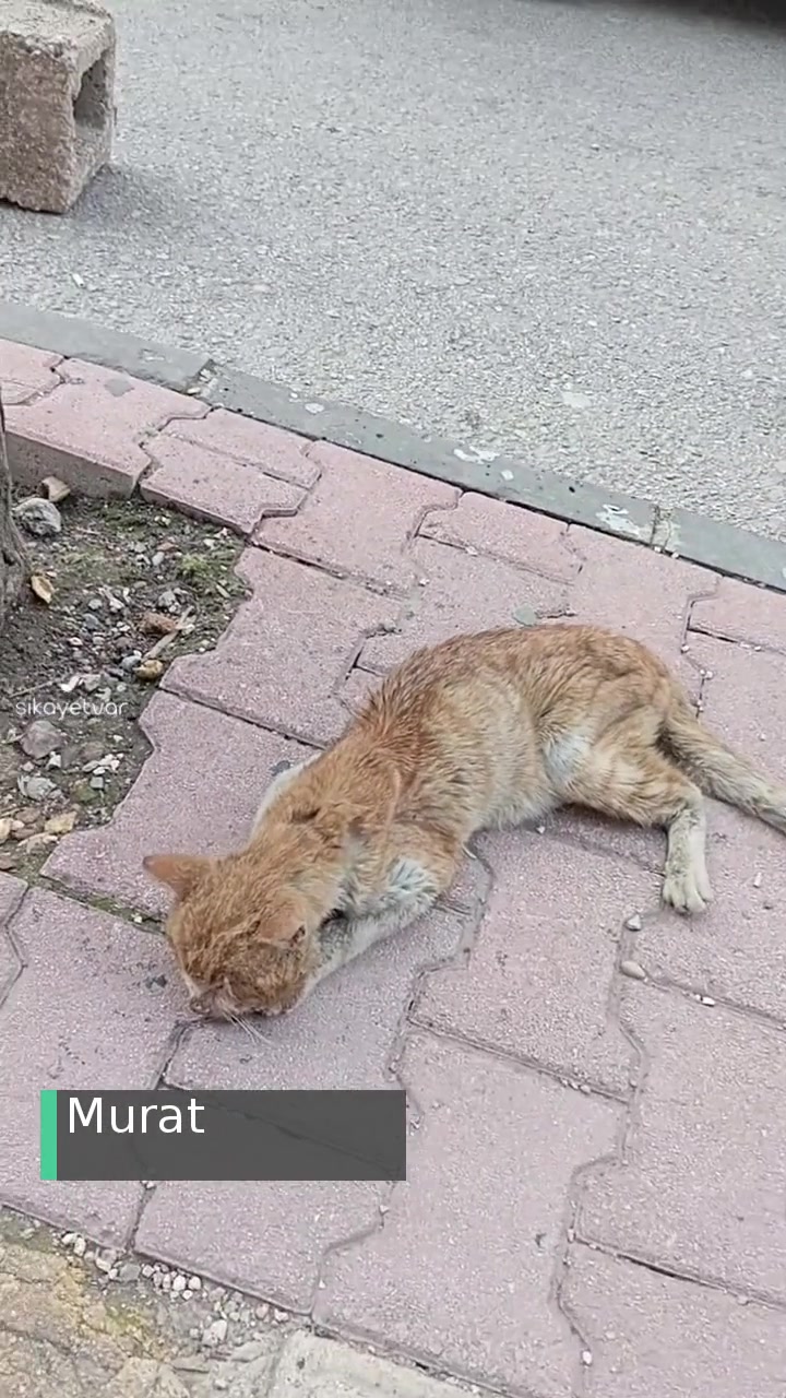 Gaziantep Büyükşehir Belediyesi Hizmet Yok videonun kapak resmi