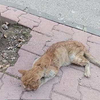 Gaziantep Büyükşehir Belediyesi Hizmet Yok