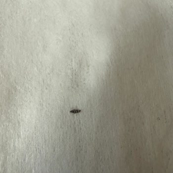 Molfix Yenidoğan Islak Mendilde Böcek Bulunması