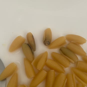Son Kullanma Tarihi 2028 Olan Barilla Makarnasında Küf Ve Sağlık Sorunu