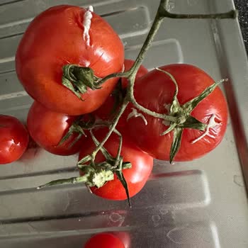 Arçelik Gardırop Tipi Buzdolabında Sürekli Küflenme Ve Değişim Talebi