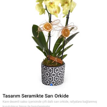 Sipariş Edilen Orkidenin Renk Ve Kalite Uyumsuzluğu Ve İade Talebi