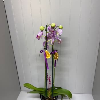 Sipariş Edilen Orkidenin Renk Ve Kalite Uyumsuzluğu Ve İade Talebi