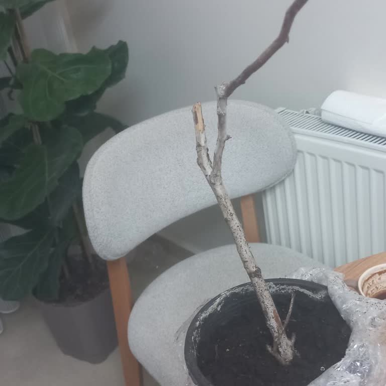 Ayıplı Yaban Mersini Fidanı Kuru Dal Olarak Geldi, İade Talebi