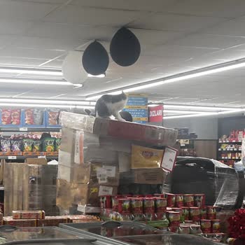 Kedilerin Gezdiği Ve Soğuk Zincir Bozukluğu A101 Gebze Şubesinde Gıda Güvenliği Krizi