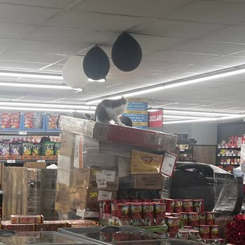 Kedilerin Gezdiği Ve Soğuk Zincir Bozukluğu A101 Gebze Şubesinde Gıda Güvenliği Krizi