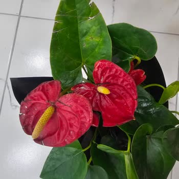 Yanlış Renk Ve Hasarlı Antoryum Çiçek Teslimatı Hayal Kırıklığı