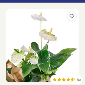 Yanlış Renk Ve Hasarlı Antoryum Çiçek Teslimatı Hayal Kırıklığı