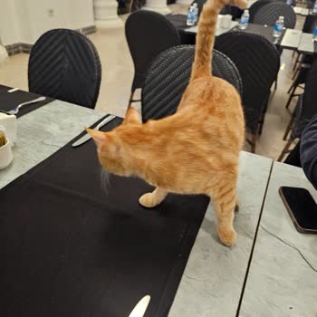 Yemek Alanında Serbest Kediler Hijyen Riski Oluşturuyor