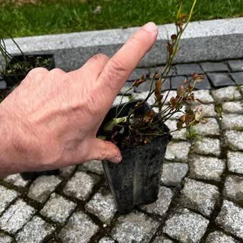 Alz Garden'dan Reklamı Yanıltan Küçük Ve Solmuş Yaban Mersini Fidanları