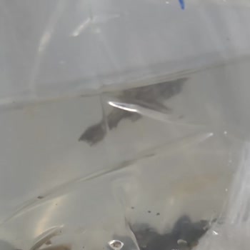 Yanlış Tür Gönderimi Ve Ölü Balıklar Nedeniyle Ücret İadesi Talebi