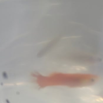 Yanlış Tür Gönderimi Ve Ölü Balıklar Nedeniyle Ücret İadesi Talebi