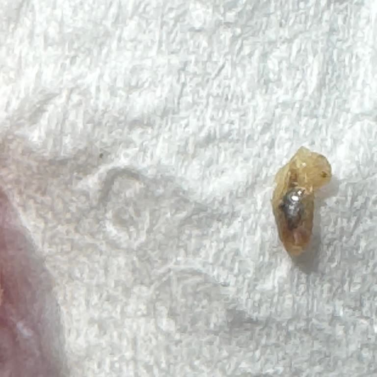 BİM'den Yayla Pirinçinde Larva Tespiti