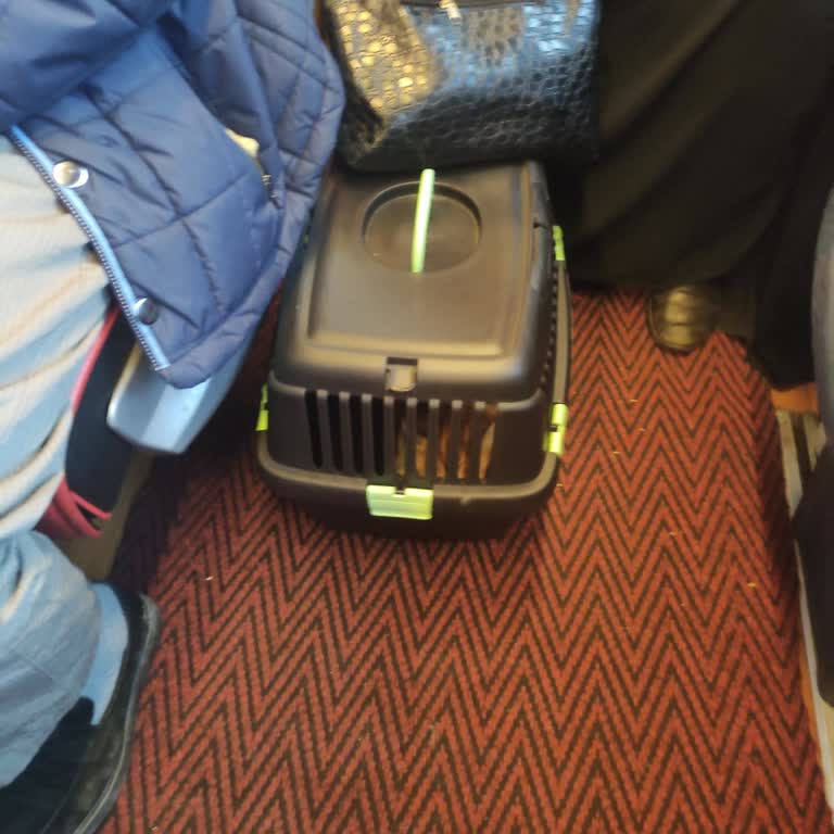 Otobüste Hayvan Bulundurulması Nedeniyle Konforsuz Seyahat Şikayeti