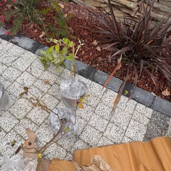 Abelia Fidancılık’ta Özensiz Paketleme, Eksik Fidan Ve Cevapsız İletişim