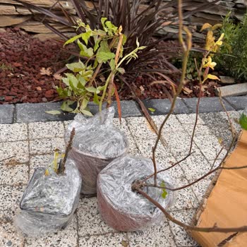 Abelia Fidancılık’ta Özensiz Paketleme, Eksik Fidan Ve Cevapsız İletişim