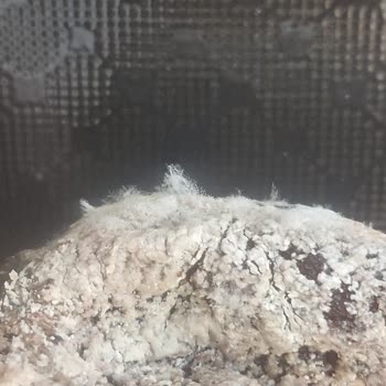 Egenin Bereketi Küflü Hurma, İade Reddi ve Fatura Kesilmemesi