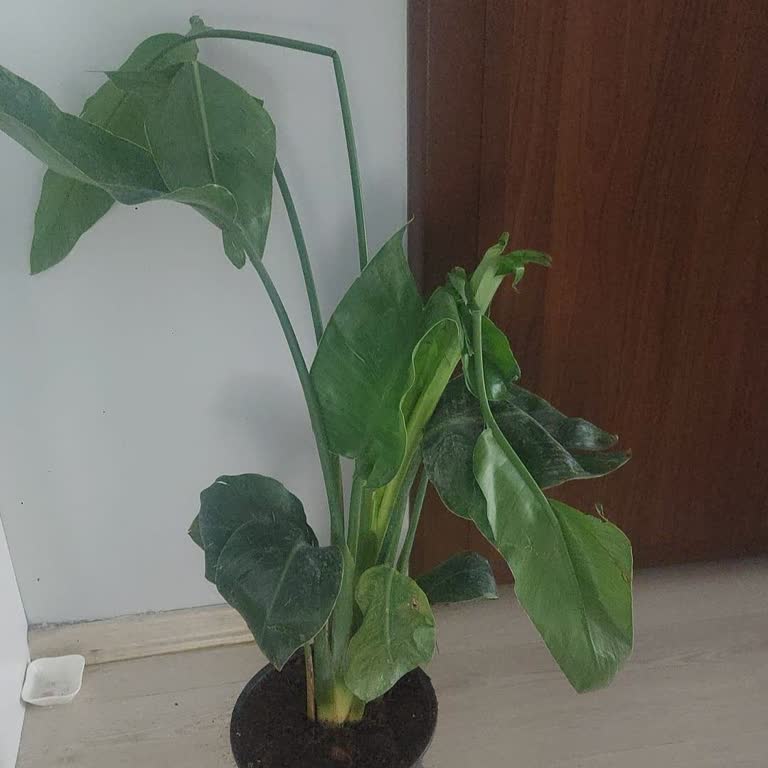 Sipariş Edilen Çiçek 45 Gün Bekletti, Teslim Olmadı Ve Müşteri Hizmetleri Yanıtsız