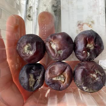Çağdaş Marketler Aşırı Fiyat Ve Küflü Yaban Mersini Şikayeti