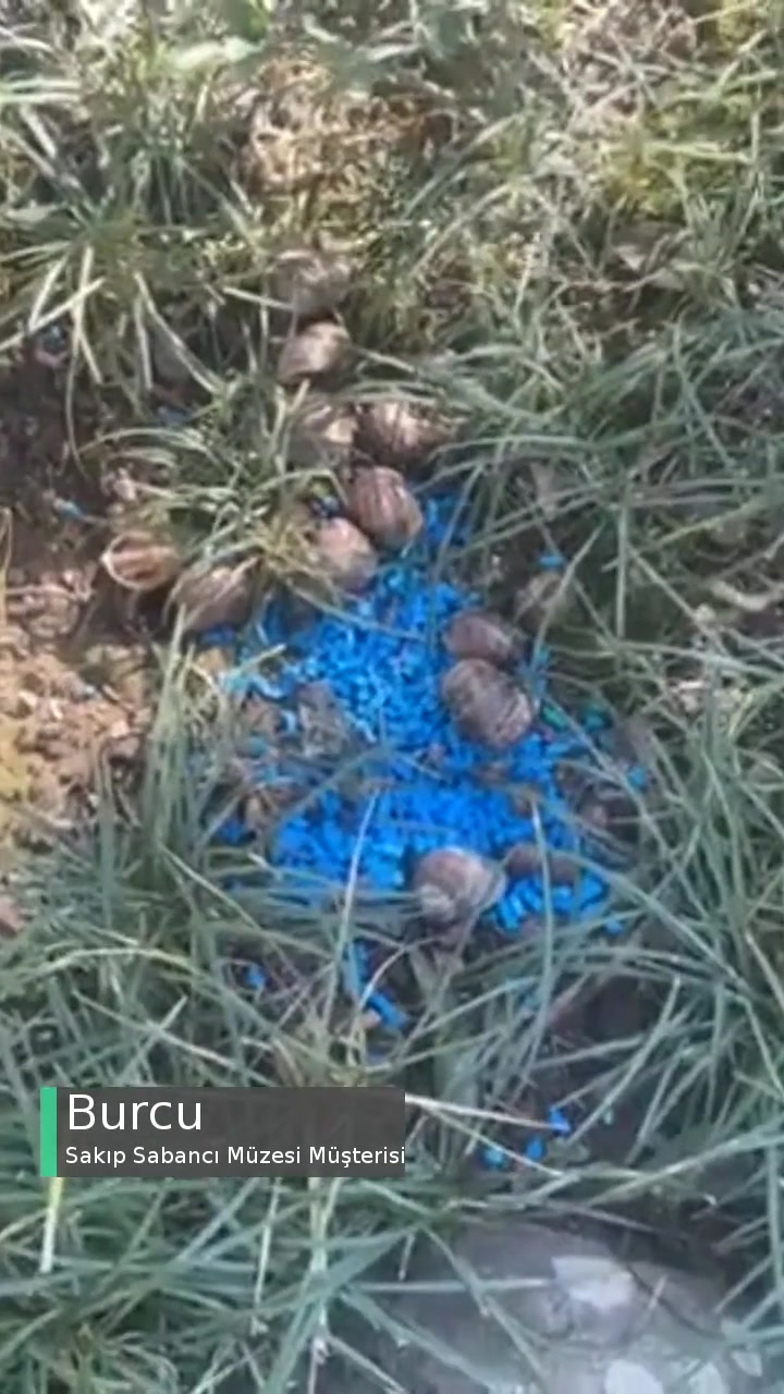 Sakıp Sabancı Müzesi Bahçesinde Zehirli Madde ☠️ videonun kapak resmi