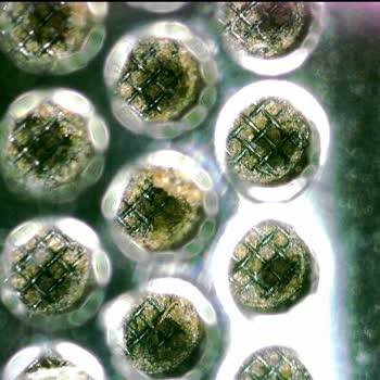 Apple Watch 10 Arka Kasa Boya Soyulması Garanti Dışı Reddi