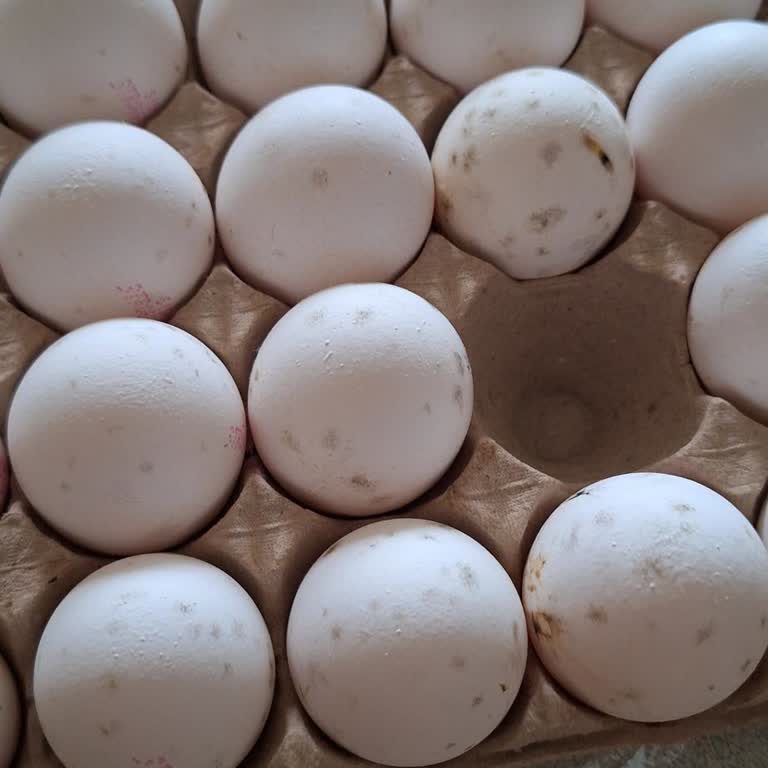 BİM Markette Bilibili Yumurta Küflü Geldi, Telafi Talebi