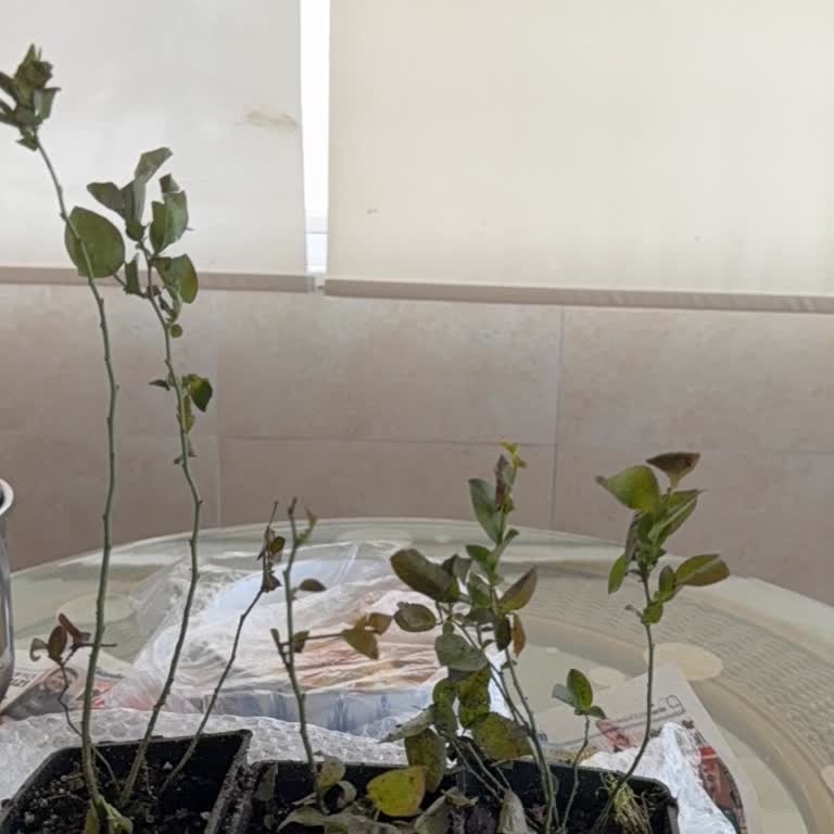 Alz Garden Yanıltıcı Reklamı Ve Gerçek Olmayan Yaban Mersini Fidanları Nedeniyle 999 TL İade Talebi