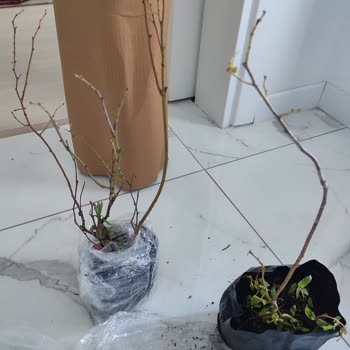 Satın Alınan Yaban Mersini Fidanları Açıklamaya Uymuyor Ve İade Talebi