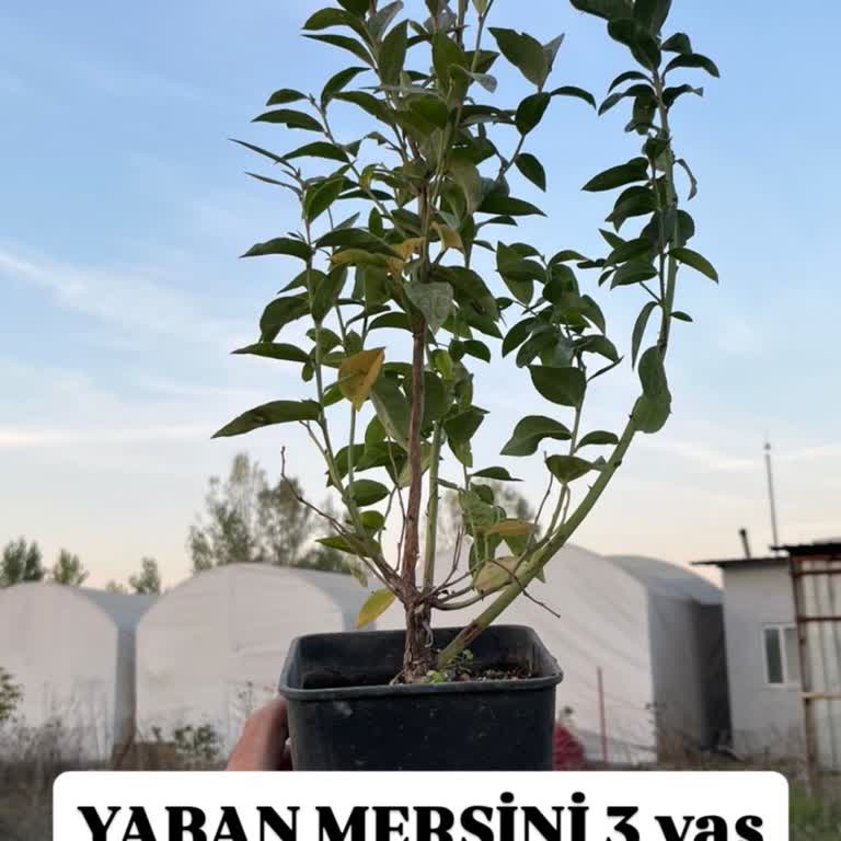 Satın Alınan Yaban Mersini Fidanları Açıklamaya Uymuyor Ve İade Talebi