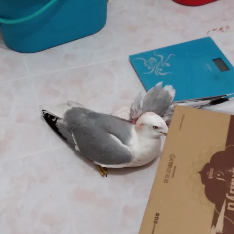 Yaralı Martıya Acil Müdahale İçin 24 Saat Açık Hattın Olmaması