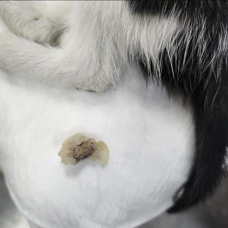 Nefes Almayan Yavru Kedi İçin Muayene Yapmayan Pembepati Veteriner Kliniği