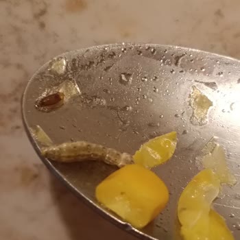 Dondurulmuş Mısırda Böcek Ve Solucan Şoku, Mağaza İlgisiz